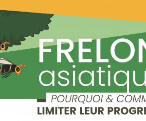 Frelons Asiatiques