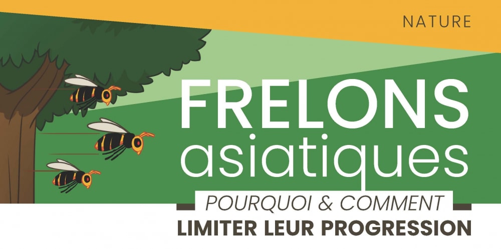 Comment agir face aux frelons asiatiques